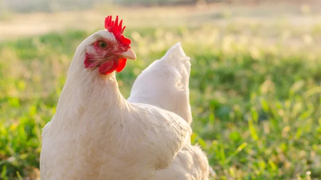 USDA confirms bird flu in Wisconsin chicken operation